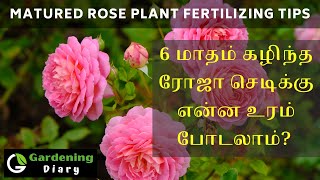 6 மாதம் கழிந்த ரோஜா செடிக்கு உரம் பூச்சிக்கொல்லி கால அட்டவணை - Rose fertilizer schedule for old rose