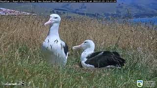 (29.01.2024) Альбатрос. Мама LGL прилетела - The albatross. Mom LGL has arrived