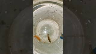 Widow fish breeding 🐬🐟#nature #viral #trending