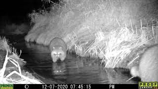 Otters - Early December 2020