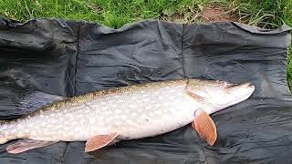 Szczupak 83cm - Pike 33 inches - River Pike