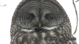 Great grey owl ~ narrated