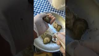 Oyster Shucking POV 🦪🗡✨