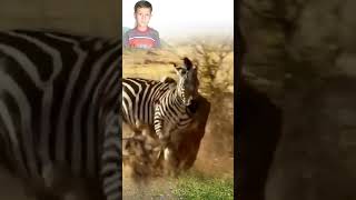 What A Smart Move Zebra Do