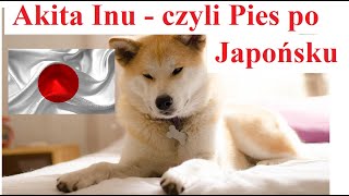 AKITA Inu - czyli Pies po Japońsku