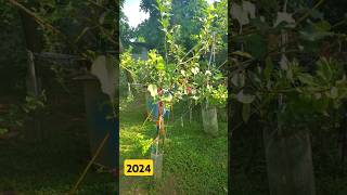 Multi-graft Apple Tree Progress From 2023 to 2024 🍎🇯🇲. #applefarming #progress #grafting