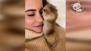 Videos Graciosos de Gatos 😂🤣(Si te ries Pierdes) Si se rien le dan like y se suscriben