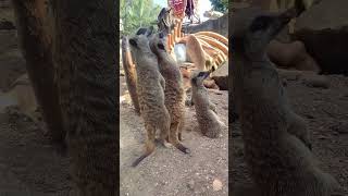 BABY MEERKAT With Adults, Cute Meerkats, compare the Meerkat, Drusillas Park, animal video