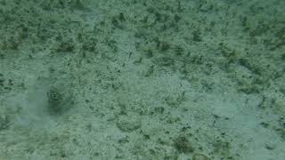 Trunk fish video part 2