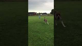 #ohno #dogs #fail #shorts Promise the girl was ok #youtubeshorts #shorts #dog #wipeout #funny