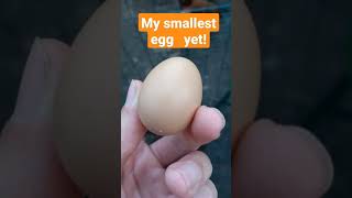 My smallest egg yet! #shorts