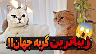 زیباترین و باهوش‌ترین گربه جهان 😻 | داستانی شگفت‌انگیز از دنیای گربه‌ها!