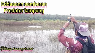 casting predator di rawa lampung