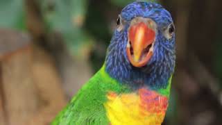 Closeup shots of a Parrot #wildlifephotography