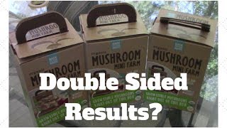 Results On Double Sided Oyster Mushroom Kit.  Did it work?