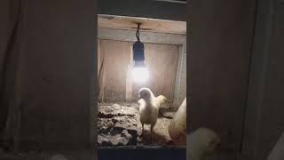 HASIL PERSILANGAN AYAM PERUVIAN/MASUK KANDANG BOX LAMPU#shorts