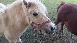 Cute Pony Horse at Stockport