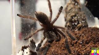 Gooty Sapphire Tarantula Update: Habitat Transfer Finally Complete