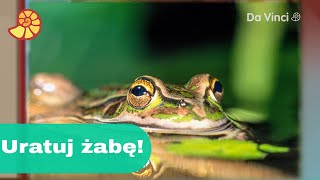 Na ratunek żabie! 🐸 | Darwin i Niutka | Da Vinci TV Polska