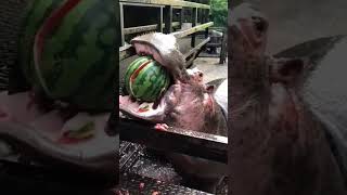 Hippo eating water melon #watermelon #hippo #sea #trending #viral #youtube #video #banystark