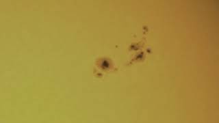 Sunspots 3354 (1 July 2023)