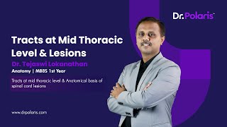 Tracts at Mid Thoracic Level and Lesions | MBBS First Year | Anatomy | Dr. Polaris