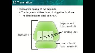 Ch 8 - Dna to Protein.ppt - Google Slides