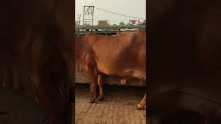 sahiwal cow is available for sale