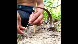 Wow!!! Creative bird trap using pilers and cutter in forest #shorts