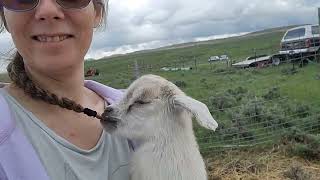 Prairie Faerie Life| baby goats