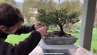 Birds Nest Spruce Bonsai - 2 Years From Nursery Stock to Bonsai