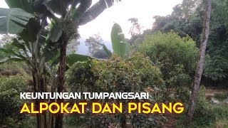 KEUNTUNGAN MENANAM TUMPANGSARI ALPOKAT DAN PISANG #alpokat #pisang