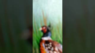 Картина с фазаном акриловыми красками на холсте💚Painting with pheasant with acrylic paints on canvas