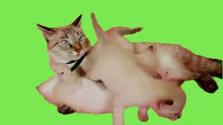 Cat and Kittens with green screen