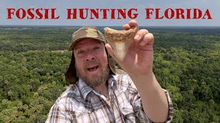 Florida Fossil Hunting megalodon teeth!