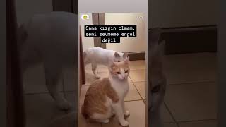 Aşk kedi 🫶 #funny #cat #pets #keşfet #tiktok #türkiye #komedi #komik #aşk #asmr #viralvideo #love