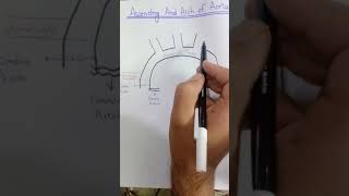 Ascending and Arch of Aorta