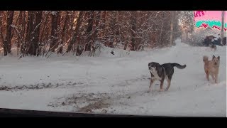 В горку на переднем приводе без цепей и браслетов