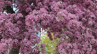 Toronto spring blossoms 2023 | beautiful spring blossoms, Canada| pretty blossoms in Scarborough 🤗