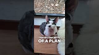 Funny Cat Has "Concepts of a Plan" #shorts