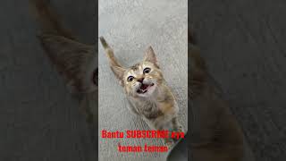 Kucing yang gemesin#shorts