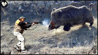 How Farmers Deal With Million Of Wild Boars By Hunting Dog - Wild Boar Attack