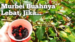 Memaksimalkan Buah Tabulampot Murbei dan Manfaatnya