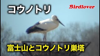 富士山とコウノトリ / Oriental stork