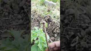 करेला #Bitter Gourd Plantlet #Introduction