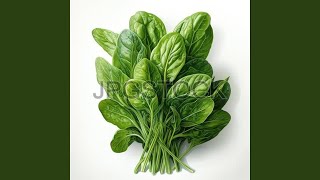 SPINACH