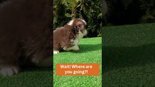 Cuteness Alert | Woof woof, hi! | COOL CORGI puppy | Dogs comedy