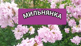 МИЛЬНЯНКА ( Собаче мило)🌸🌿