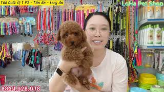 LoHa Pet Shop tìm nhà mới cho chó poodle tiny toy siêu dễ thương