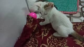 AAVES MY CAT PLAYING WITH PLASTIC BALL